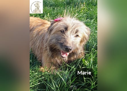 Marie – zu süß für diese Welt, aber kein bisschen aus Zucker!