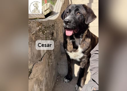 Cesar – ein großer Junge mit Honig im Herzen!