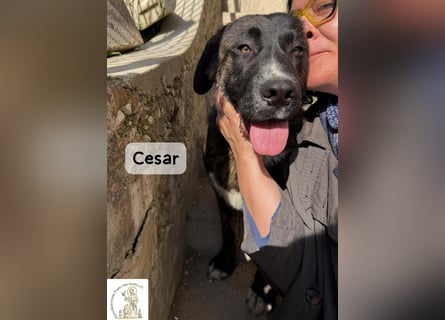 Cesar – ein großer Junge mit Honig im Herzen!