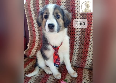 Tina – Manchmal braucht das Glück nur ein kleines Körbchen!