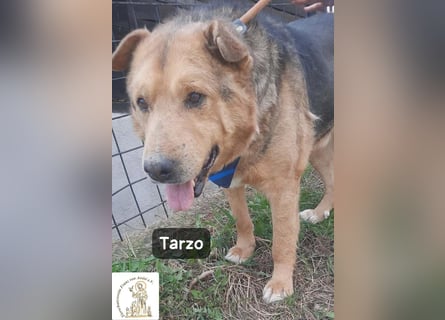 Tarzo – Ein Herz voller Jahre, das Ruhe verdient!