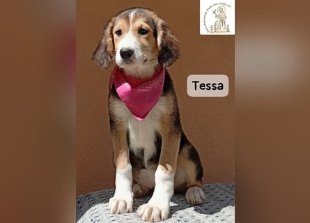 Tessa – manche Schätze findet man auf vier Pfoten!