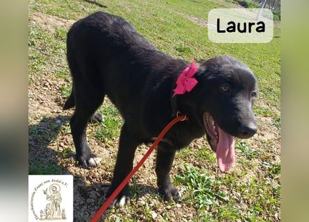 Laura sucht ihre Menschen – und zwar für ein ganzes Hundeleben!