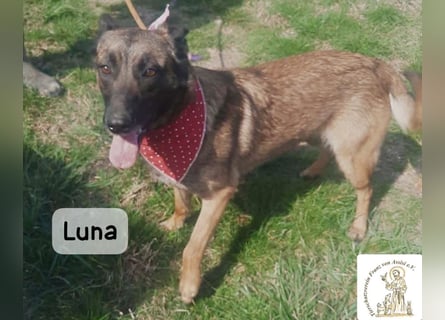 Luna – Köpfchen, Power und definitiv Pfeffer im Hintern!