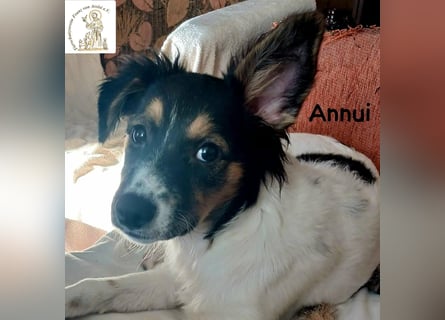 Annui – einmal gesehen, für immer im Kopf!