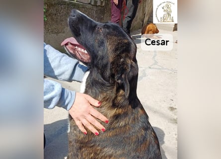 Cesar – ein großer Junge mit Honig im Herzen!