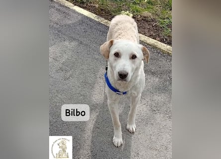 Bilbo – verliebt ins Leben und bereit für dich!