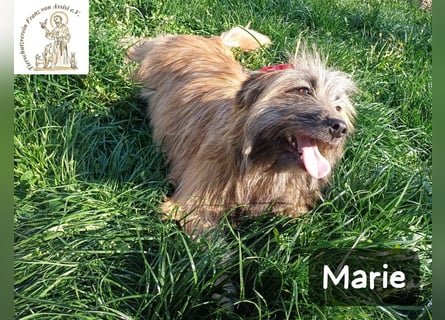 Marie – zu süß für diese Welt, aber kein bisschen aus Zucker!