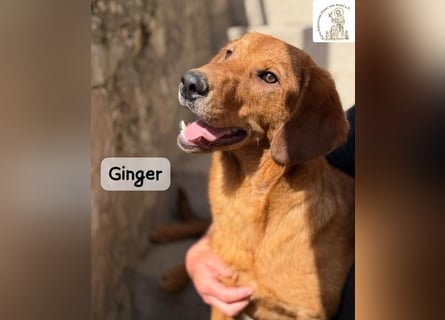 Ginger – wenn aus einem Funken ein kleines Feuerwerk wird!