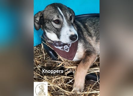 Knoppers – zuerst zurückhaltend, später zum Verlieben!