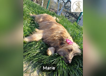 Marie – zu süß für diese Welt, aber kein bisschen aus Zucker!