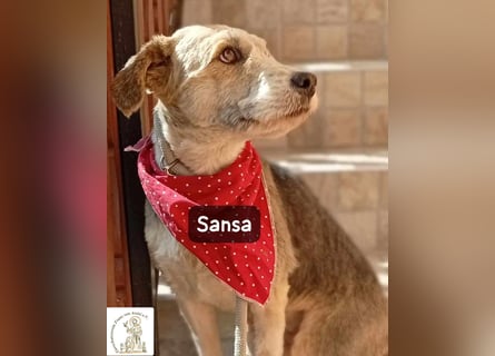 Sansa – der Neuanfang steht ihr einfach gut!