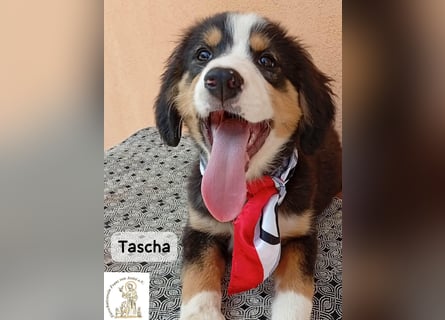 Tascha – heute wäre ein guter Tag, um ein Zuhause zu finden!