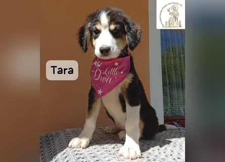Tara – jemanden zum Bleiben finden, das wäre schön!