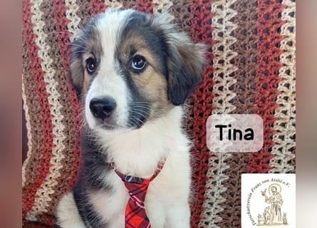 Tina – Manchmal braucht das Glück nur ein kleines Körbchen!