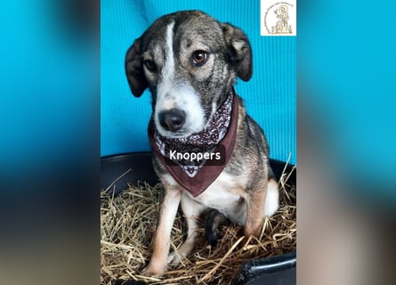 Knoppers – zuerst zurückhaltend, später zum Verlieben!