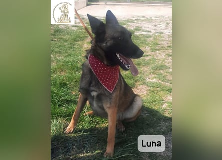 Luna – Köpfchen, Power und definitiv Pfeffer im Hintern!