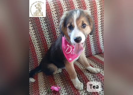 Tea – zu jung, um die Welt allein zu erobern!