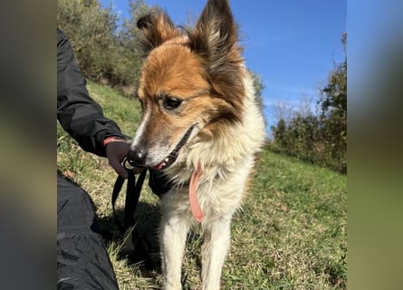 Leon - wunderbarer älterer Bub möchte dringend in sein eigenes Zuhause