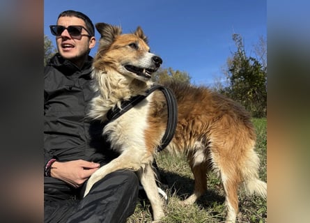 Leon - wunderbarer älterer Bub möchte dringend in sein eigenes Zuhause