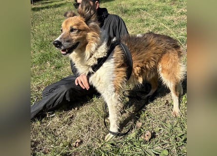 Leon - wunderbarer älterer Bub möchte dringend in sein eigenes Zuhause