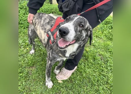 Enea - Herzenshund Enea wartet auf dich