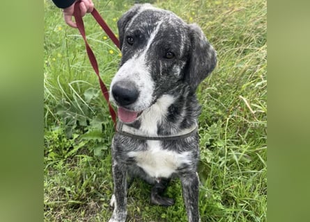 Enea - Herzenshund Enea wartet auf dich