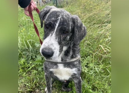 Enea - Herzenshund Enea wartet auf dich