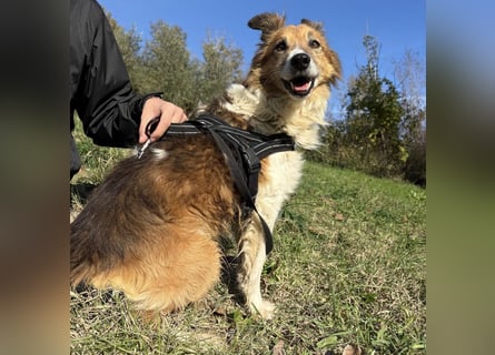 Leon - wunderbarer älterer Bub möchte dringend in sein eigenes Zuhause