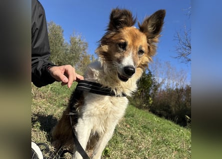 Leon - wunderbarer älterer Bub möchte dringend in sein eigenes Zuhause
