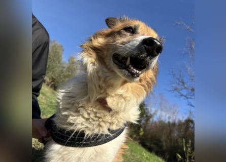 Leon - wunderbarer älterer Bub möchte dringend in sein eigenes Zuhause