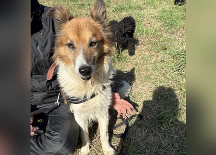 Leon - wunderbarer älterer Bub möchte dringend in sein eigenes Zuhause