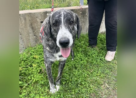 Enea - Herzenshund Enea wartet auf dich