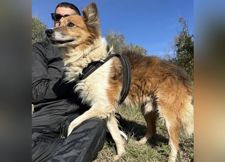 Leon - wunderbarer älterer Bub möchte dringend in sein eigenes Zuhause