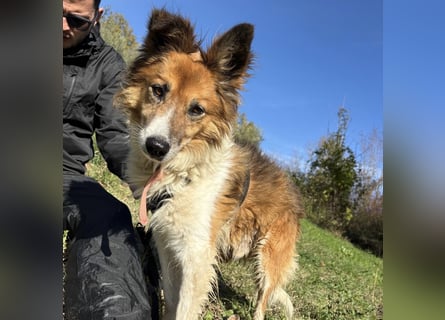 Leon - wunderbarer älterer Bub möchte dringend in sein eigenes Zuhause