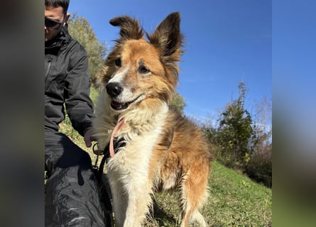 Leon - wunderbarer älterer Bub möchte dringend in sein eigenes Zuhause