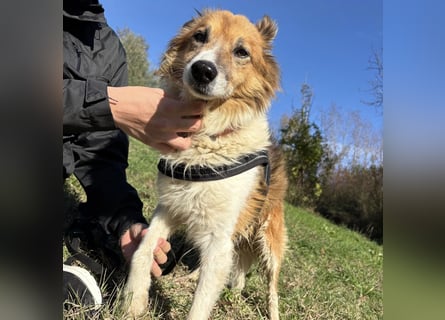 Leon - wunderbarer älterer Bub möchte dringend in sein eigenes Zuhause