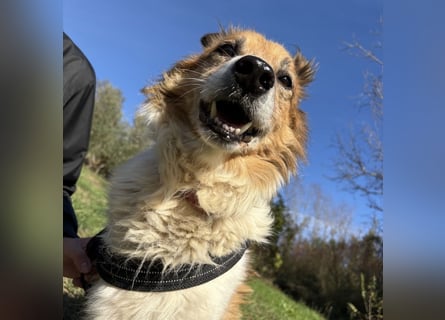 Leon - wunderbarer älterer Bub möchte dringend in sein eigenes Zuhause
