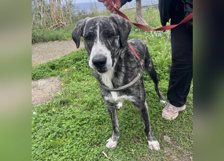 Enea - Herzenshund Enea wartet auf dich