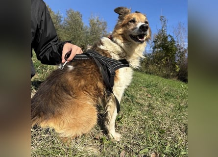 Leon - wunderbarer älterer Bub möchte dringend in sein eigenes Zuhause