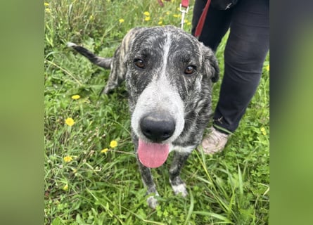 Enea - Herzenshund Enea wartet auf dich