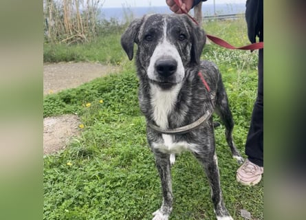 Enea - Herzenshund Enea wartet auf dich