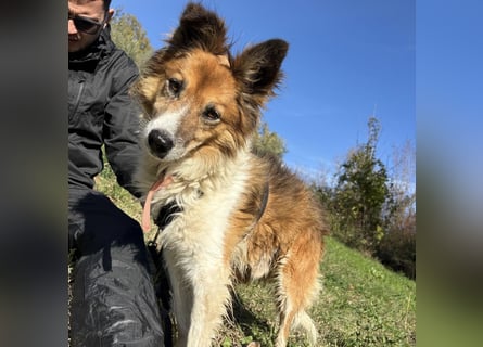 Leon - wunderbarer älterer Bub möchte dringend in sein eigenes Zuhause