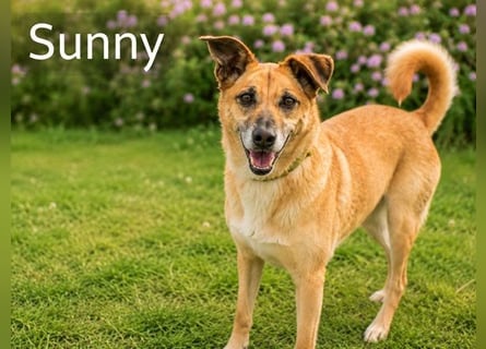 Sunny – lebensfrohe Hündin sucht ihre Menschen