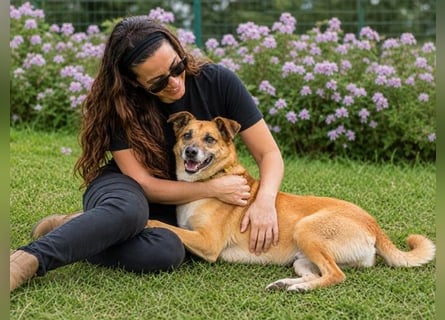 Sunny – lebensfrohe Hündin sucht ihre Menschen