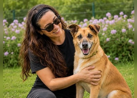 Sunny – lebensfrohe Hündin sucht ihre Menschen
