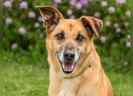 Sunny – lebensfrohe Hündin sucht ihre Menschen