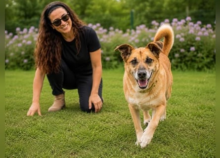 Sunny – lebensfrohe Hündin sucht ihre Menschen