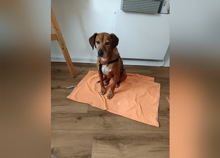 Amirs sucht ihr Zuhause - und vielleicht genau dich!