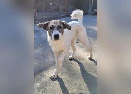 Junghündin♥ Liv-Marie ♥ liebstes Pfotenherz sucht zeitnah Pflegestelle,am Besten ihre eigene Familie
